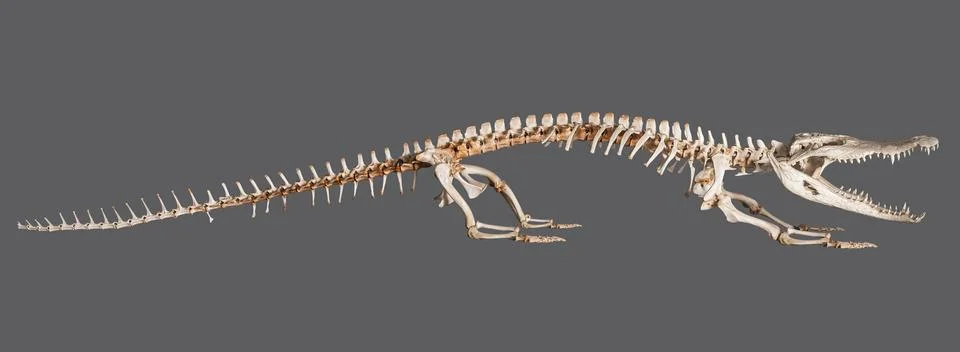 Crocodile skeleton isolated Stock Photos
