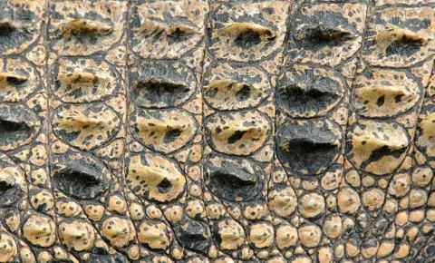 Crocodile skin Stock Photos