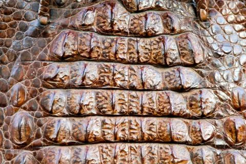 Crocodile skin Stock Photos