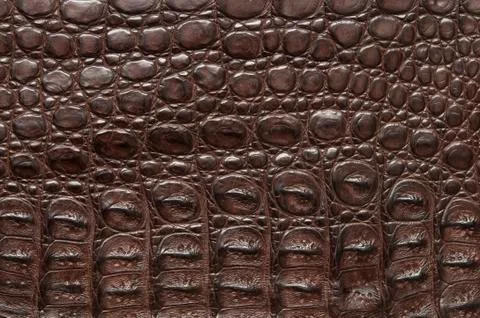 Crocodile skin. Stock Photos