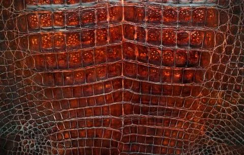 Crocodile skin texture background. Stock Photos