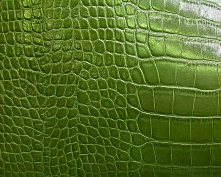 Crocodile skin texture Stock Photos
