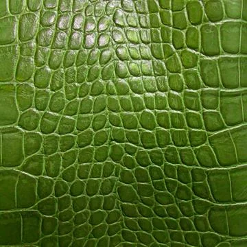 Crocodile skin texture Stock Photos