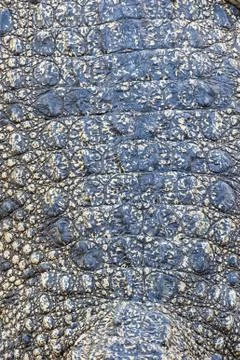 Crocodile skin texture Stock Photos