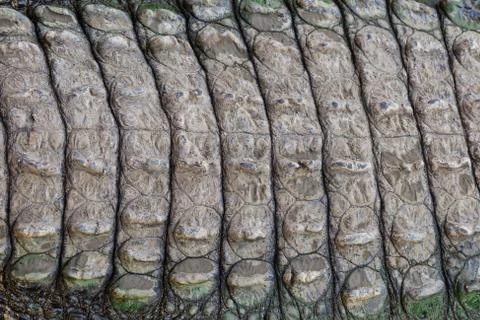 Crocodile skin texture. Stock Photos