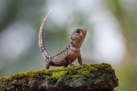 Crocodile skink Stock Photos