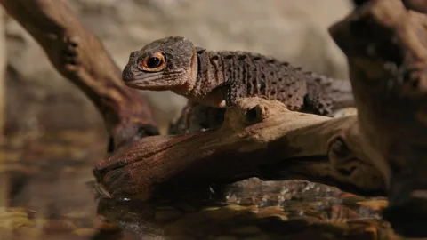 Crocodile skink static standing on log over water Stock Footage 170836579