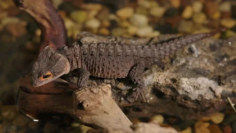Crocodile skink top angle rotating as it rests on log Stock Footage 170836583