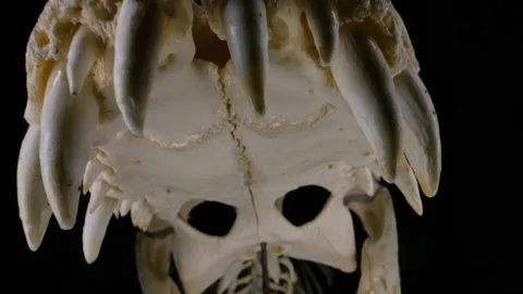 Crocodile skull close up on teeth macro Stock Footage 152853725