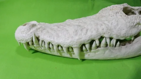 Crocodile skull Stock Footage 96363476