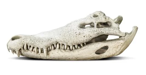 Crocodile skull isolated Stock Photos