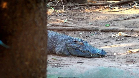 Crocodile sleeping on ground Stock Footage 98613028