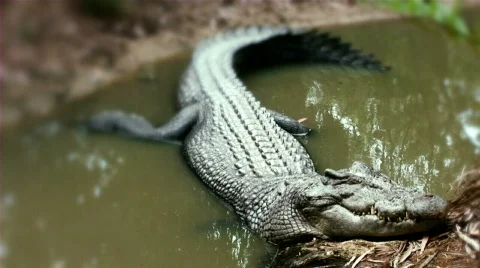 Crocodile Sleeping Mudd Stock Footage 660332