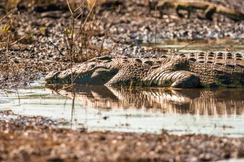 Crocodile sleeping Stock Photos