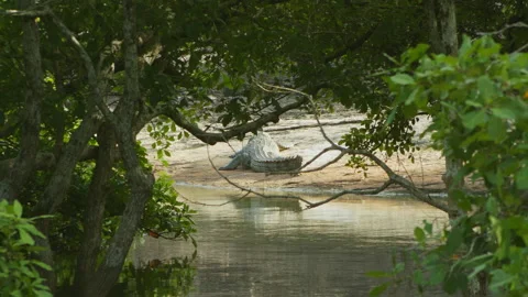 Crocodile is sleeping  -Sri Lanka Stock Footage 234641920