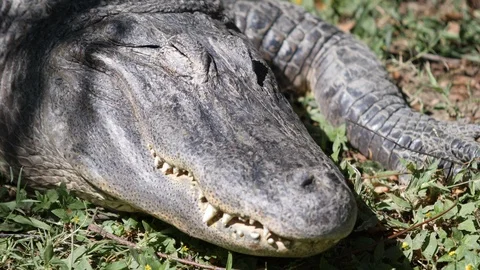 Crocodile sleeping in the zoo Video stock 119122341