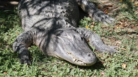 Crocodile sleeping in the zoo Vídeo Stock 119122501