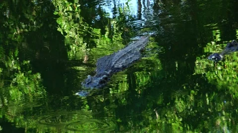 Crocodile slowly floats on the mirror surface of the water. Stock-Footage 48532584
