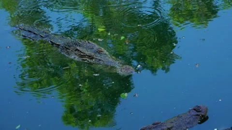 Crocodile slowly floats on the mirror surface of the water. Stock Footage 48546394
