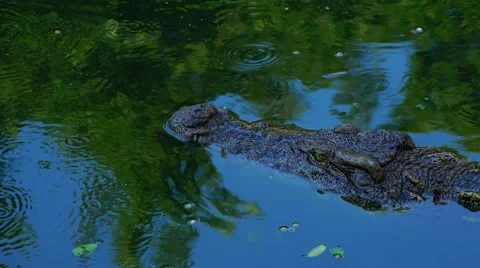 Crocodile slowly floats on the mirror surface of the water. Stock Footage 48546761