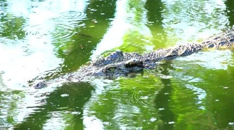 Crocodile slowly floats on the mirror surface of the water. Stock Footage 48548817