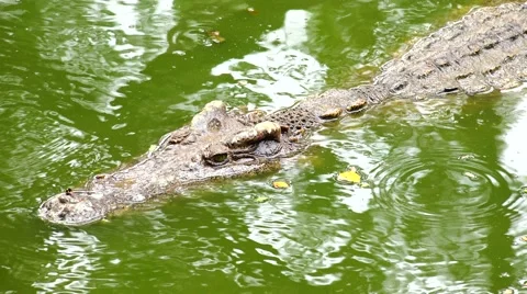 Crocodile slowly floats on the mirror surface of the water. Stock Footage 48553051