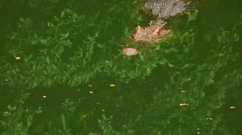 Crocodile slowly floats on the mirror surface of the water. Stock Footage 48556376