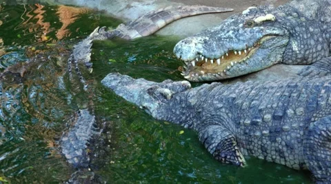 Crocodile slowly sinking into the water. Stock Footage 48545967