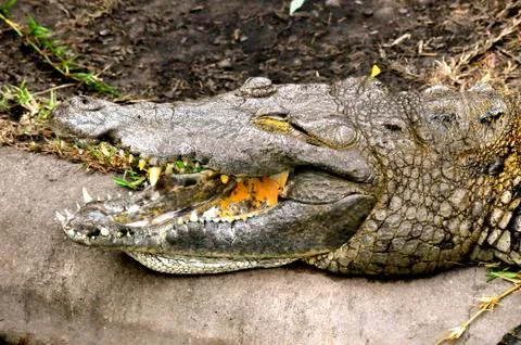 Crocodile smiling 写真素材