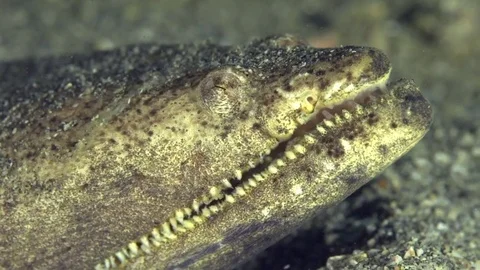 Crocodile snake eel (Brachysomophis crocodilinus) in Fujairah Video stock 82148663
