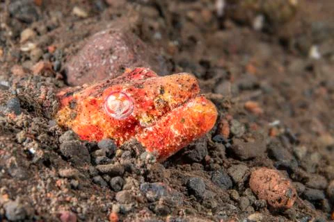 Crocodile snake eel Stock Photos