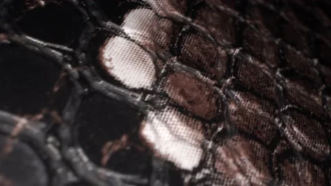 Crocodile snakeskin texture close up. Natural animal print macro Stock Footage