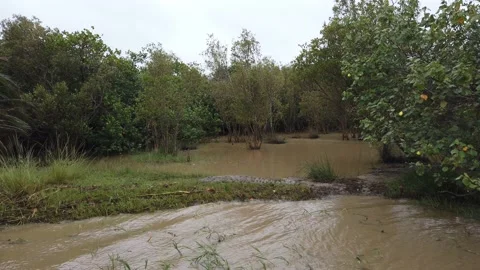 Crocodile at St. Lucia Video stock 150408260