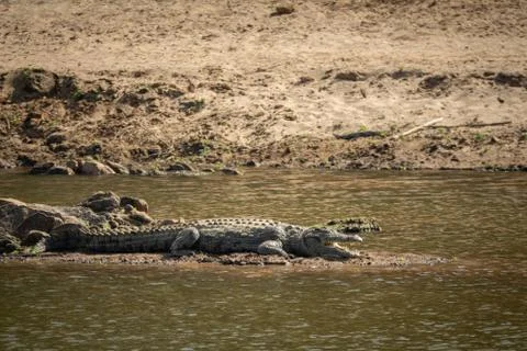 Crocodile standing in the middle of the river Stock-Fotos