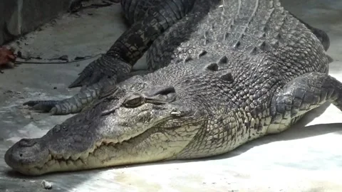 The crocodile is starving at the zoo Stock Footage