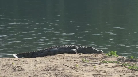 Crocodile still Stock Footage 51754517