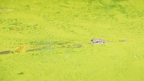 Crocodile submerges below layer of green algae Stock Footage 87702479