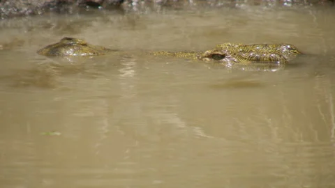 Crocodile submerging in river Stock Footage 143529822