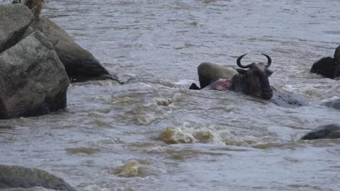 Crocodile successfully attacks wildebeest Stock Footage 71726388