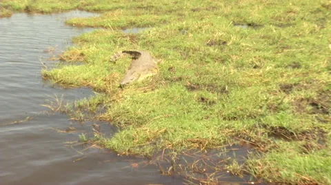 Crocodile Sun Bath 스톡 동영상 47498227