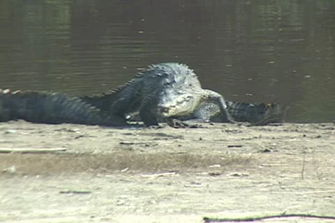 Crocodile in the sun Video stock 9470040