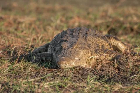Crocodile in the Sun Stock Photos