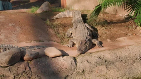 Crocodile in sun. Reptile basking calmly on sunkissed rocky platform near pond Stock Footage 330158223
