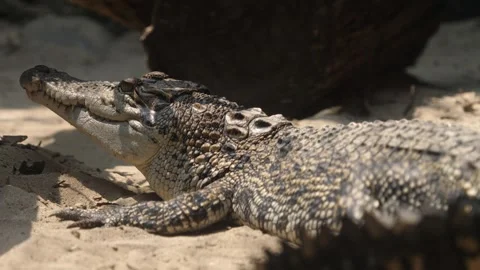 Crocodile sunbath under the sun inside his cage at ragunan zoo 스톡 동영상 251135628
