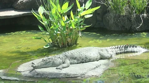 Crocodile Sunbathing Video stock 65365805