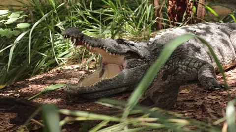 Crocodile sunbathing in nature during the day Stock Footage 244702815