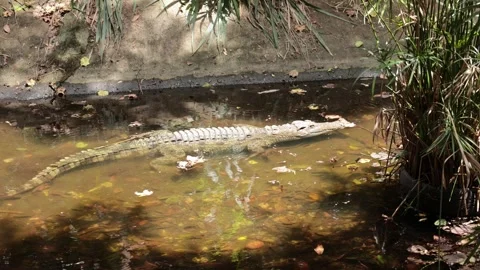 Crocodile sunbathing in nature during the day Stock Footage 244703055