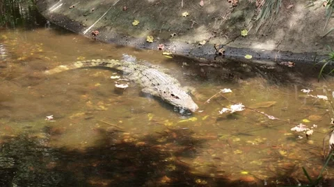 Crocodile sunbathing in nature during the day 動画素材 244703130