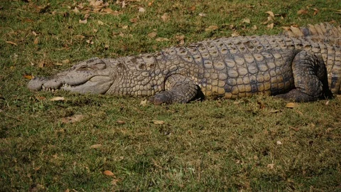 Crocodile sunning on bank Stock Footage 88567055