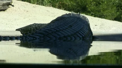 Crocodile Sunning Video stock 1077766